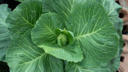 Longlived Cabbage in the garden