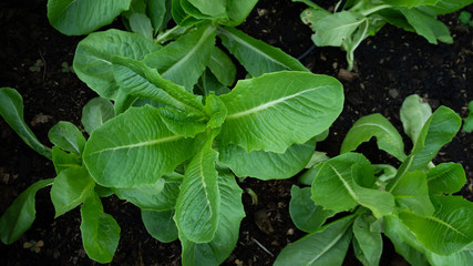 Vegetables Cos in the garden