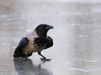 hooded crow