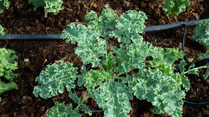 Curl leaf kale  in the garden