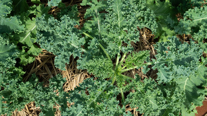 Curl leaf kale  in the garden