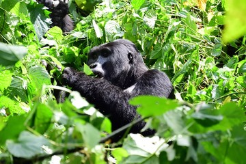 Mountain gorilla, Bwindi National Park, Uganda