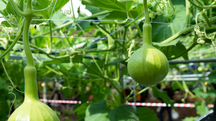 White flowered gourd in the farm