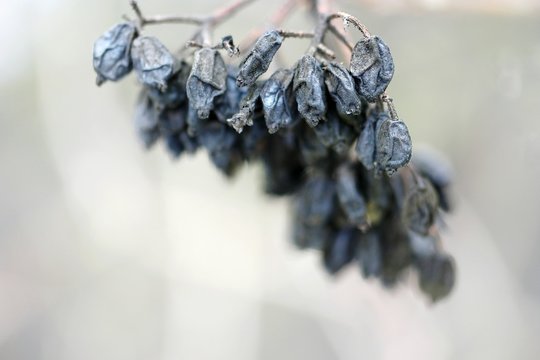 Close-Up Of Rotten Berries On Plant