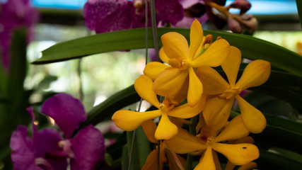 Obraz premium Beauty Color Orchid Flower Blooming