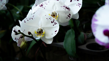 Beauty Color Orchid Flower Blooming