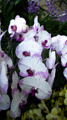 Beauty Color Orchid Flower Blooming