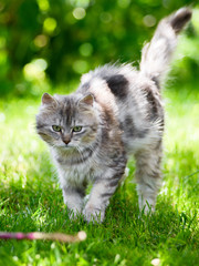 Naklejka na ściany i meble grey fluffy silly face cat hunting in grass chasing toy