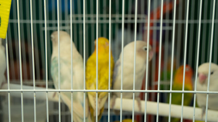 Cute parrot in a cage focus cage