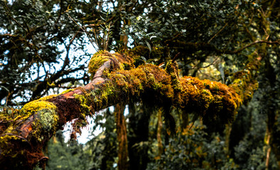 Fototapeta premium Moss grows over a tree trunk