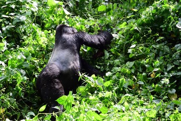 Mountain gorilla, Bwindi National Park, Uganda