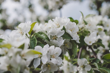 Spring flowering apple tree close-up