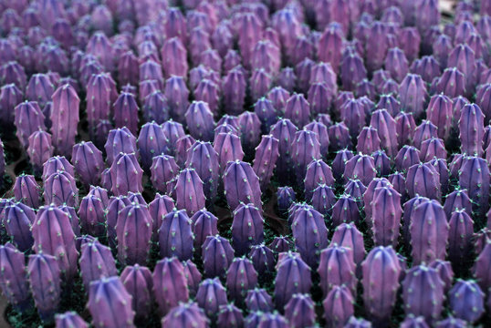 Dark Purple Violet Cactus plant texture at cactus farm or call Pilosocereus is a genus of cactus.Houseplant gardening backdrop and beautiful detail
