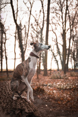 jung female dog of whippet. She is sitting on the trunk. Autumn photoshooting in the park.