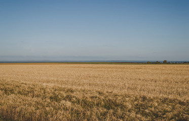 Beautiful landscape of a golden wheat field in the countryside