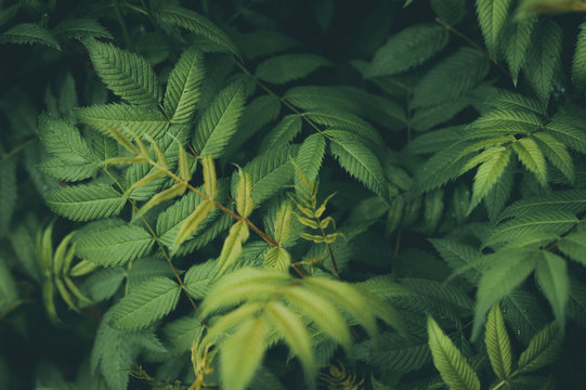 Background of wild fern leaves in the forest