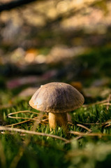 Boletus mushroom growing in moss in the forest