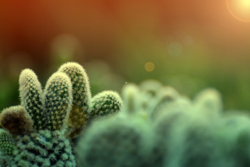 Close-up  Bunny Ear Cactus or cactus Houseplant with blurred Background and Green Mint color with...