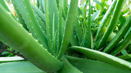 Aloe vera in the pot
