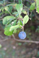A close-up of a blackthorn branch and a ripe purple-blue sloe