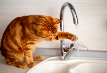 a red - haired teen cat plays with a water tap in the kitchen in the bright morning