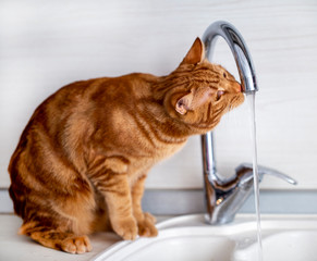a red - haired teen cat plays with a water tap in the kitchen in the bright morning