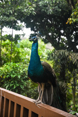 Obraz premium Indian peafowl in Bird Park Kuala Lumpur. Malaysia