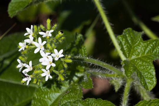 urtiga cansans&atilde;o 
