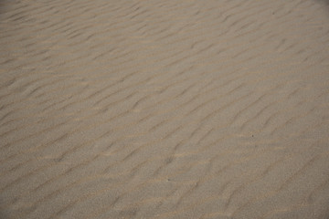 North sea beach at Texel Netherlands