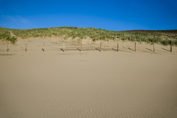 Marram grass in the sunlight North Sea Coast in the Netherlands