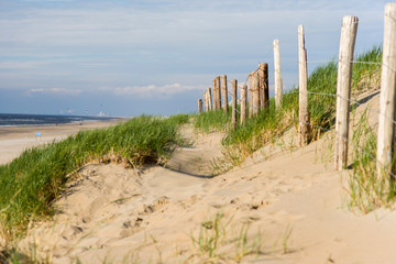 Marram grass in the sunlight North Sea Coast in the Netherlands