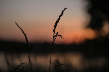 Spikelets against the sunset sky. Beautiful plant silhouette on the light orange sunset background. Belarus, Minsk.