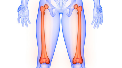Femur Joints of Human Skeleton System Anatomy 3D Rendering