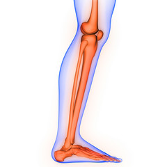 Leg Bone Joints of Human Skeleton System Anatomy 3d rendering