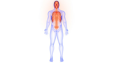 Human Skeleton System Axial Skeleton Anatomy