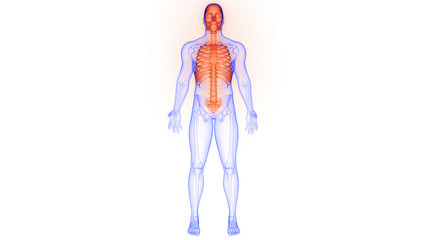 Human Skeleton System Axial Skeleton Anatomy