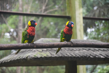 Parrots in Bird Park. Kuala Lumpur, Malaysia