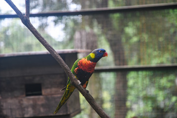 Parrots in Bird Park. Kuala Lumpur, Malaysia