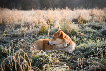 welsh corgi pembroke zabawa psów w lesie i na łące