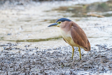 Nankeen Night Heron