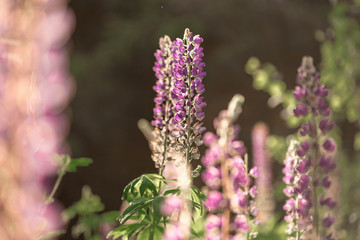 Blooming lupine field at sunlight.  Violet  summer flowers on the blurred background. Belarus, Minsk