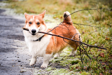 welsh corgi pembroke zabawa psów w lesie i na łące © Zuz