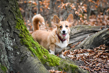 welsh corgi pembroke zabawa psów w lesie i na łące © Zuz