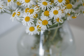 Bouquet of daisies in a vase. Beautiful wild chamomile in a glass vase on the white background. Minimalist home decoration detail.