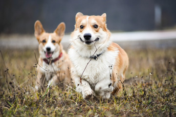 welsh corgi pembroke zabawa psów w lesie i na łące