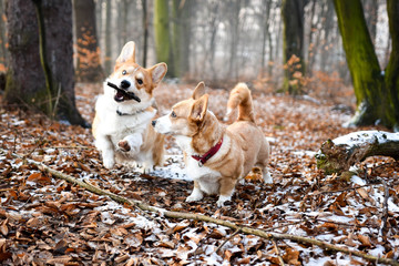 Zabawa welsh corgi pembroke psów i szaleństro