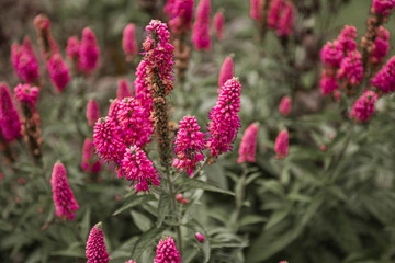 Pink flowers background. First love perennial plant. Top view nature texture. Pink and green natural background. Lithuania, Klaipeda.