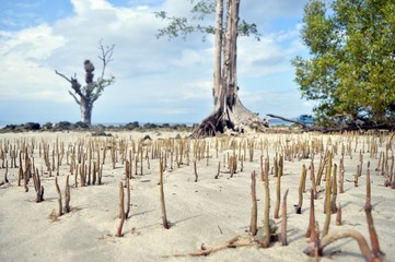 BROKEN TREE ROOTS IN BEAUTIFUL BEACH AFTER TSUNAMI