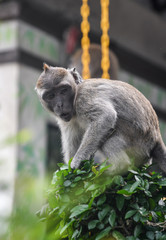 Monkey in Kuala Lumpur Bird Park. Malaysia