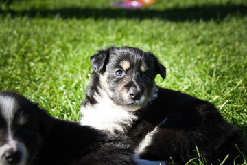 Puppy of border collie is first time outside. He was so curious